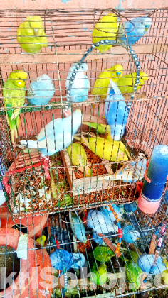 ৪০ টির মত রানিং বাজিগর বিক্রি হবে , টঙ্গী- গাজীপুর